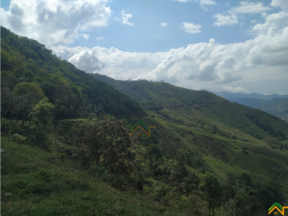 Vendo Finca de 550 cuadras en Betulia productiva y ganadera - 4