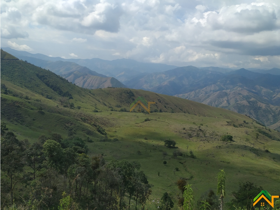 Vendo Finca de 550 cuadras en Betulia productiva y ganadera - 2