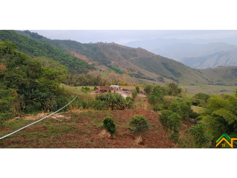 Vendo Finca de 550 cuadras en Betulia productiva y ganadera - 6