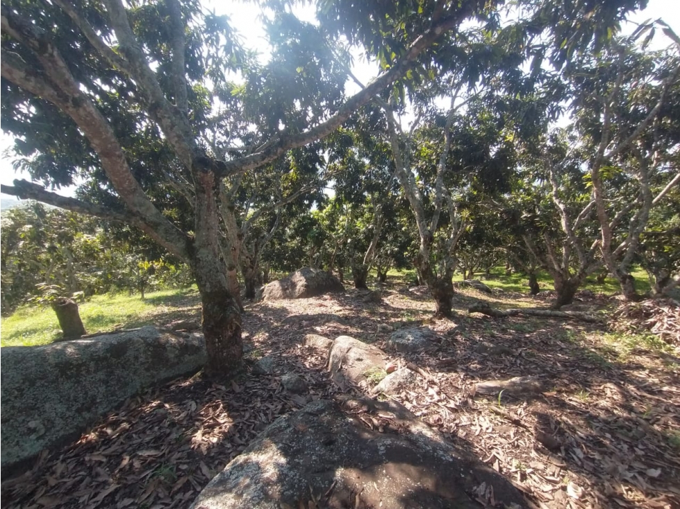 VENTA de lote de 4700 M2 en 370 mill neg, en La Mesa Cund, COL — foto 4
