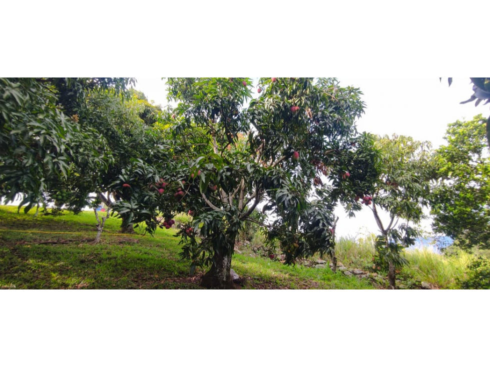 En busqueda de terreno en La Mesa Cund Esta es tu oportunidad — foto 5