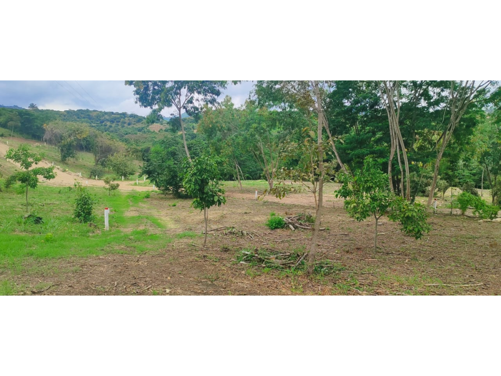 Venta de lote de 1992 M2 en 150 mill en San Joaquin Ins de La Mesa — foto 6