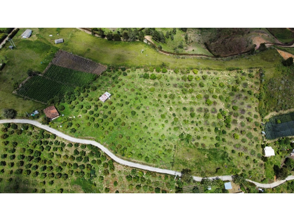 Venta de finca aguacatera en Marinilla Antioquia — foto 4