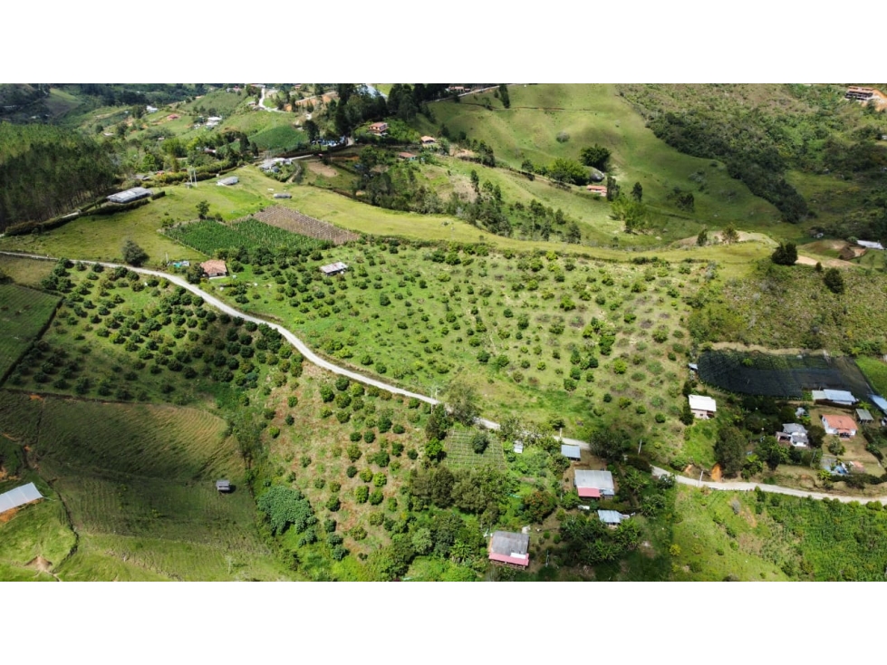 Venta de finca aguacatera en Marinilla Antioquia — foto 3