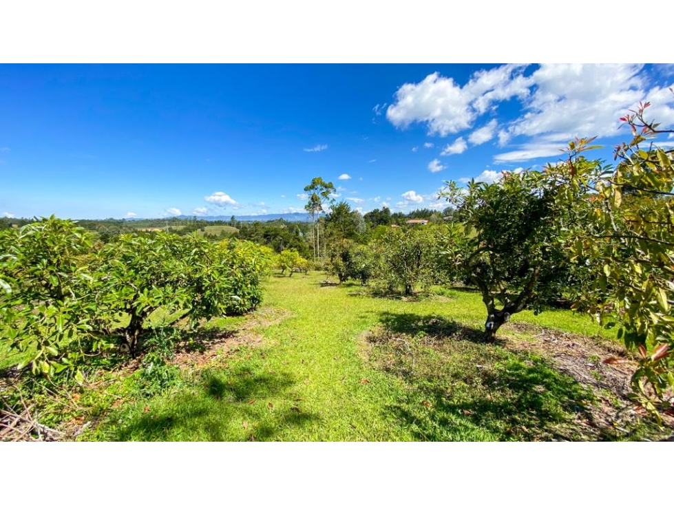 Venta de finca en Rionegro Antioquia sector La Mosquita — foto 6