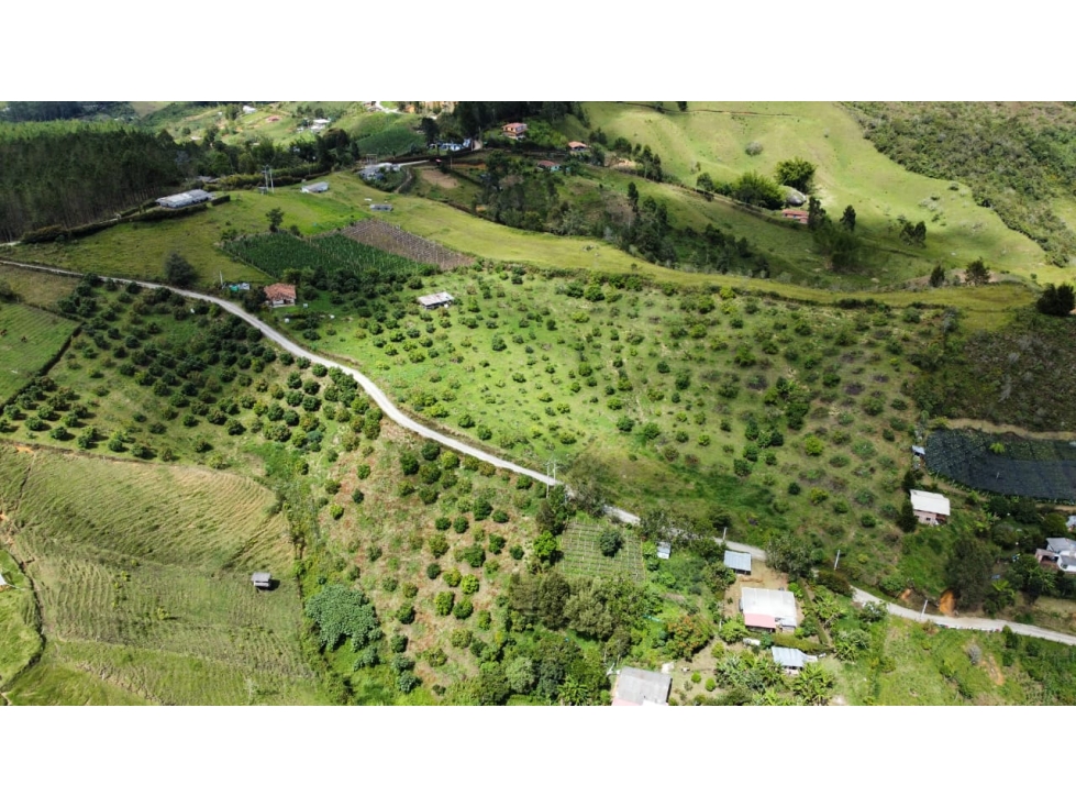 Venta de finca aguacatera en Marinilla Antioquia