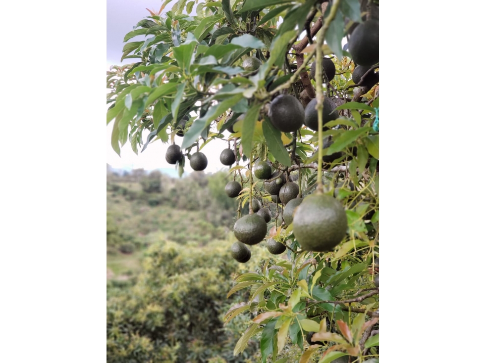 Venta de finca en Marinilla Antioquia — foto 3