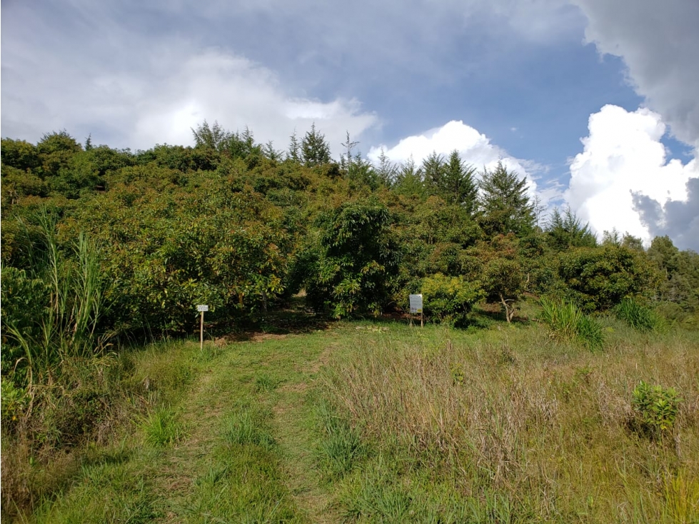 Venta de finca en Marinilla Antioquia — foto 4