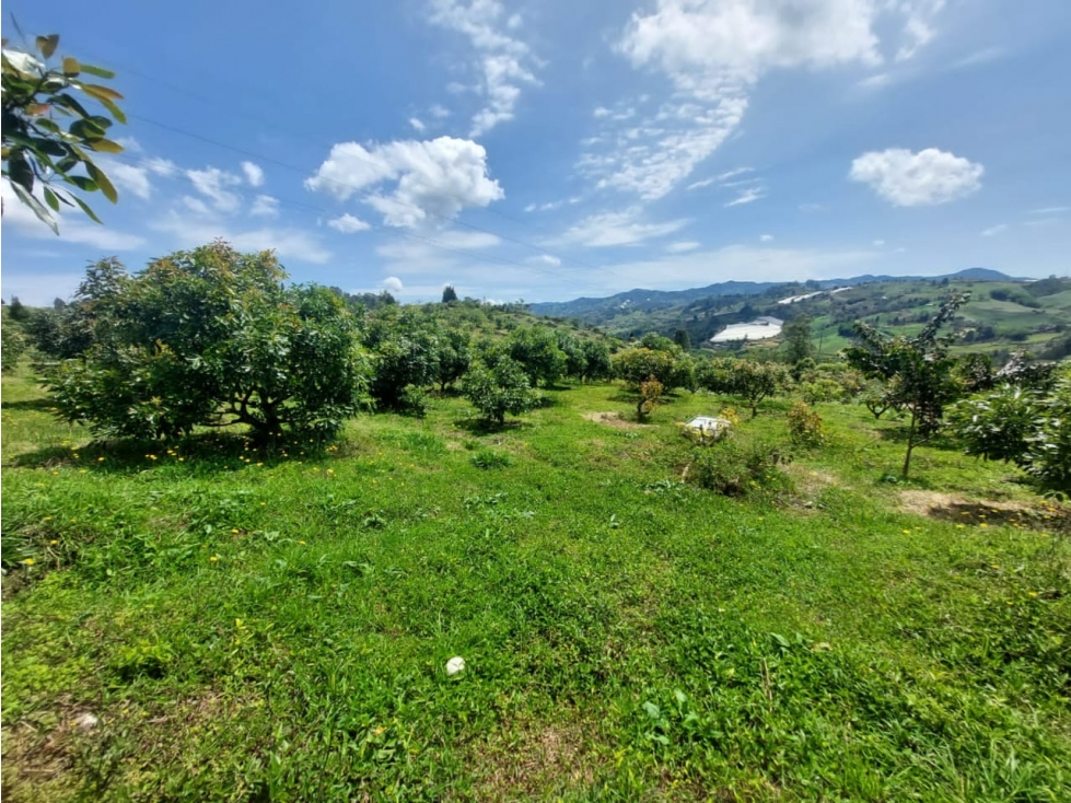 Venta de finca aguacatera en Marinilla Antioquia — foto 5