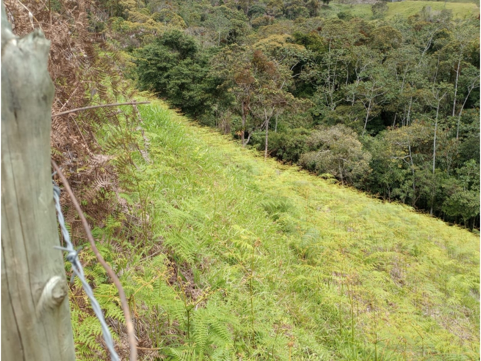 Venta de lote en Guatapé Antioquia — foto 6