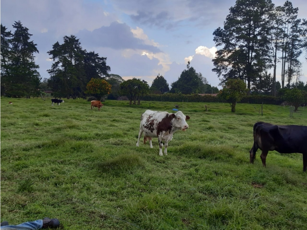 Venta de finca en Rionegro Antioquia