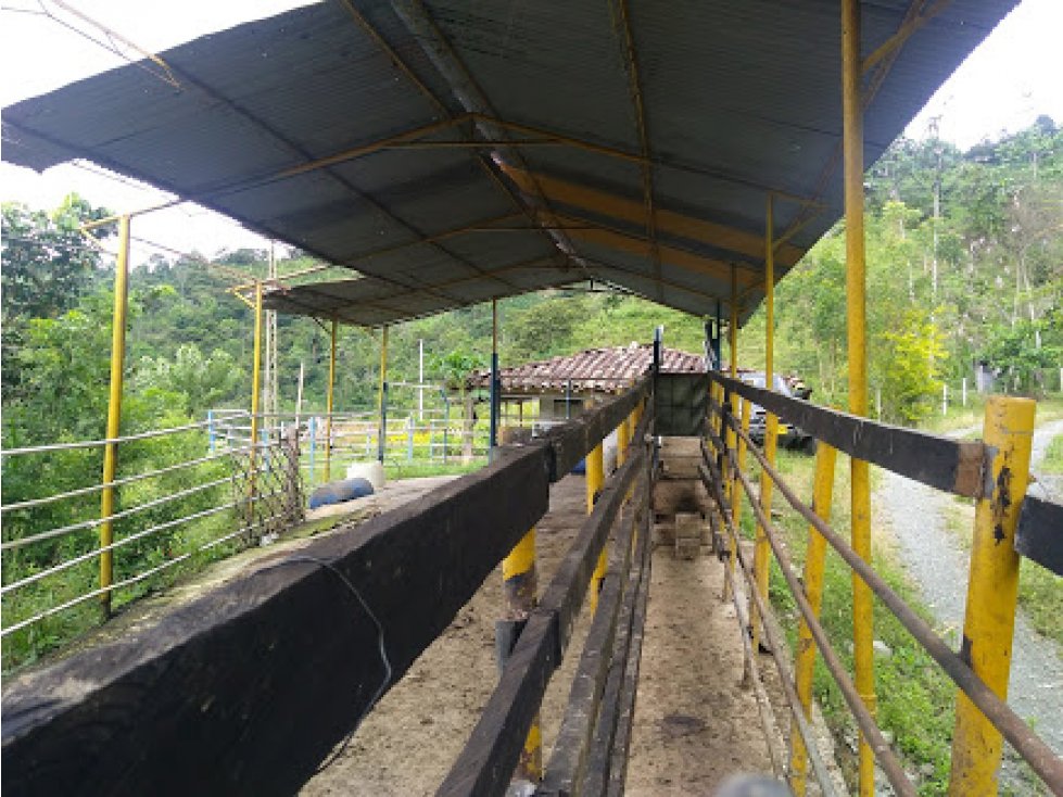 FINCA EN VENTA BELALCAZAR, CALDAS. - 2
