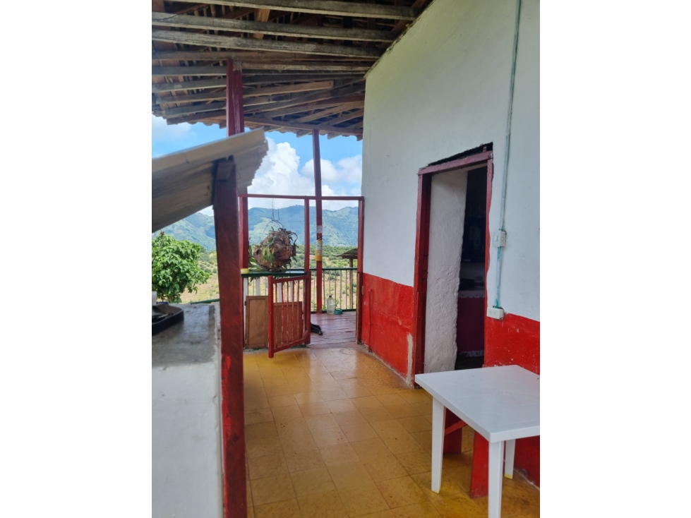 FINCA DE PRODUCCIÓN DE AGUACATE HAZZ PARA LA VENTA, SALAMINA - 3
