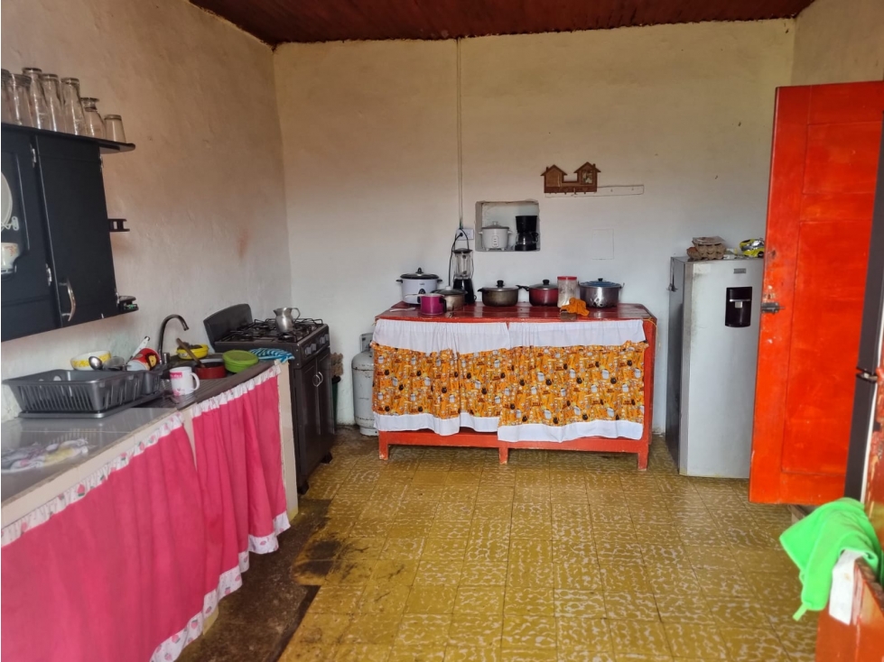 FINCA DE PRODUCCIÓN DE AGUACATE HAZZ PARA LA VENTA, SALAMINA - 4
