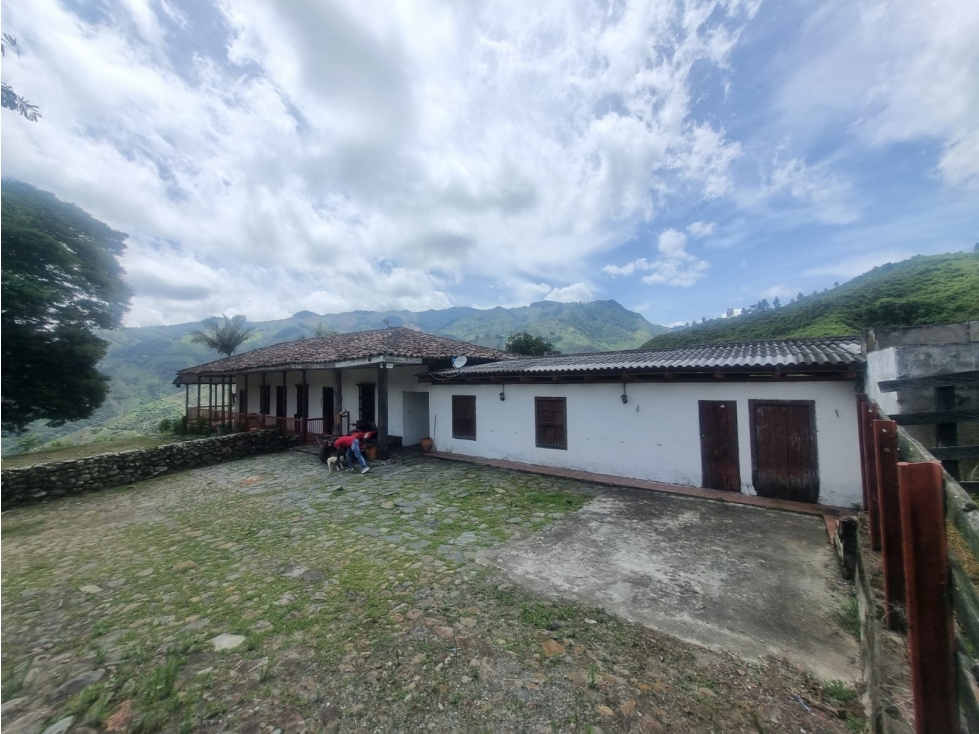 FINCA DE PRODUCCIÓN DE AGUACATE HAZZ PARA LA VENTA, SALAMINA - 5