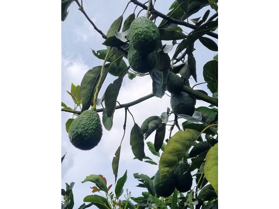 FINCA DE PRODUCCIÓN DE AGUACATE HAZZ PARA LA VENTA, SALAMINA - 6