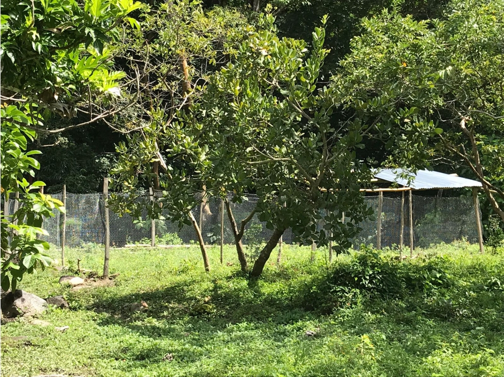 finca de 8 hectáreas en vereda: Bonda, Finca Santa Teresa Lote D — foto 4