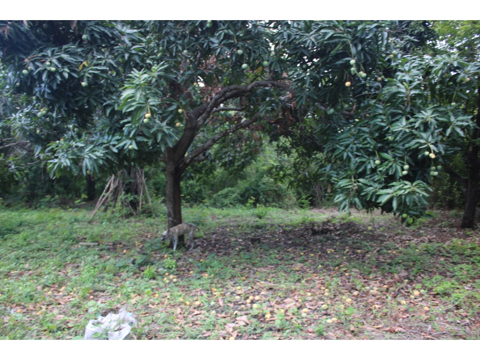 Oportunidad: 4 hectáreas y 8.800 m² en Masinga-poblado G-54 — foto 2