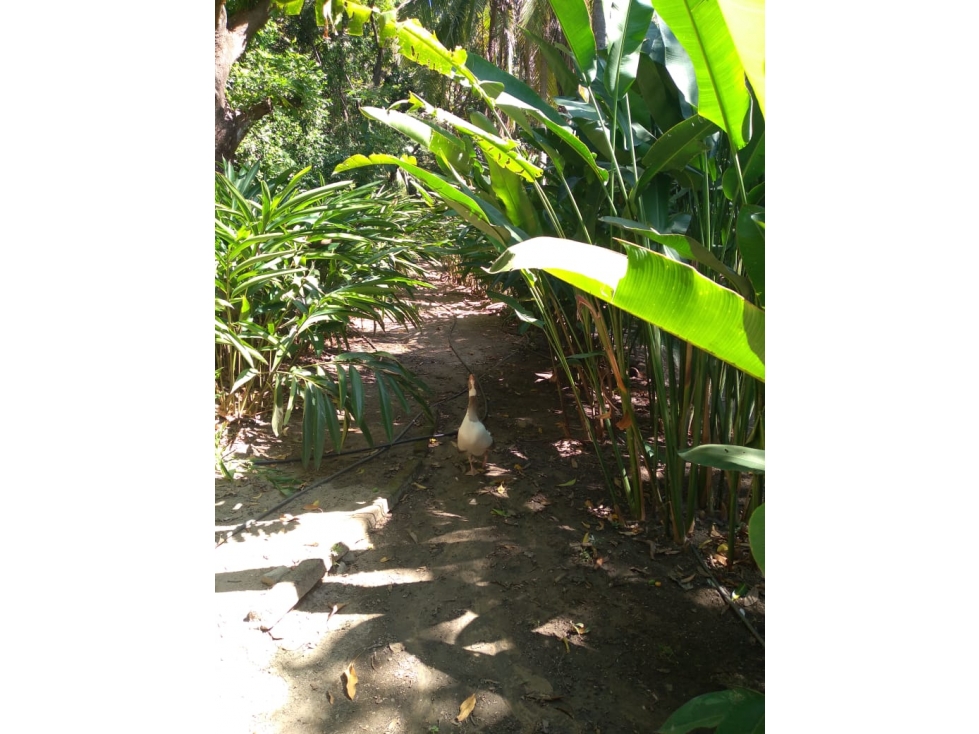 Gran finca en Bonda: 6,7 Has con lago, quebrada y piscina G-18 — foto 3
