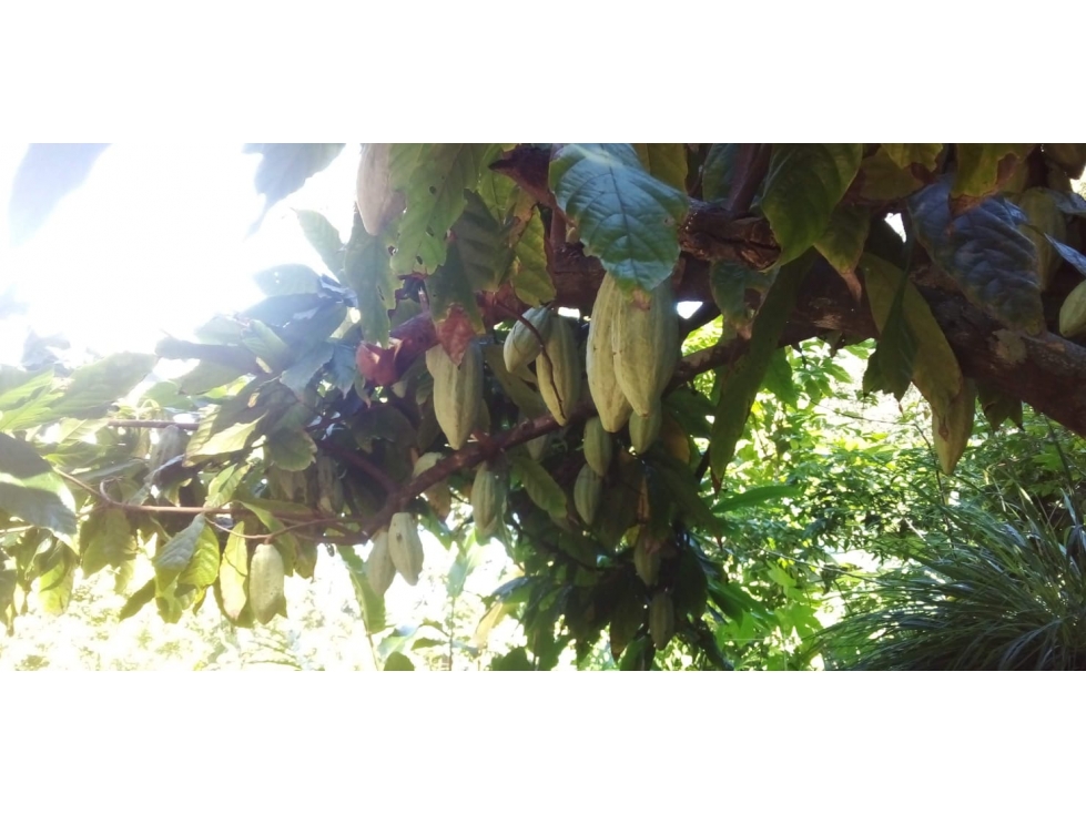 Acogedora finca con cabaña en venta Santa Marta G-52 — foto 4