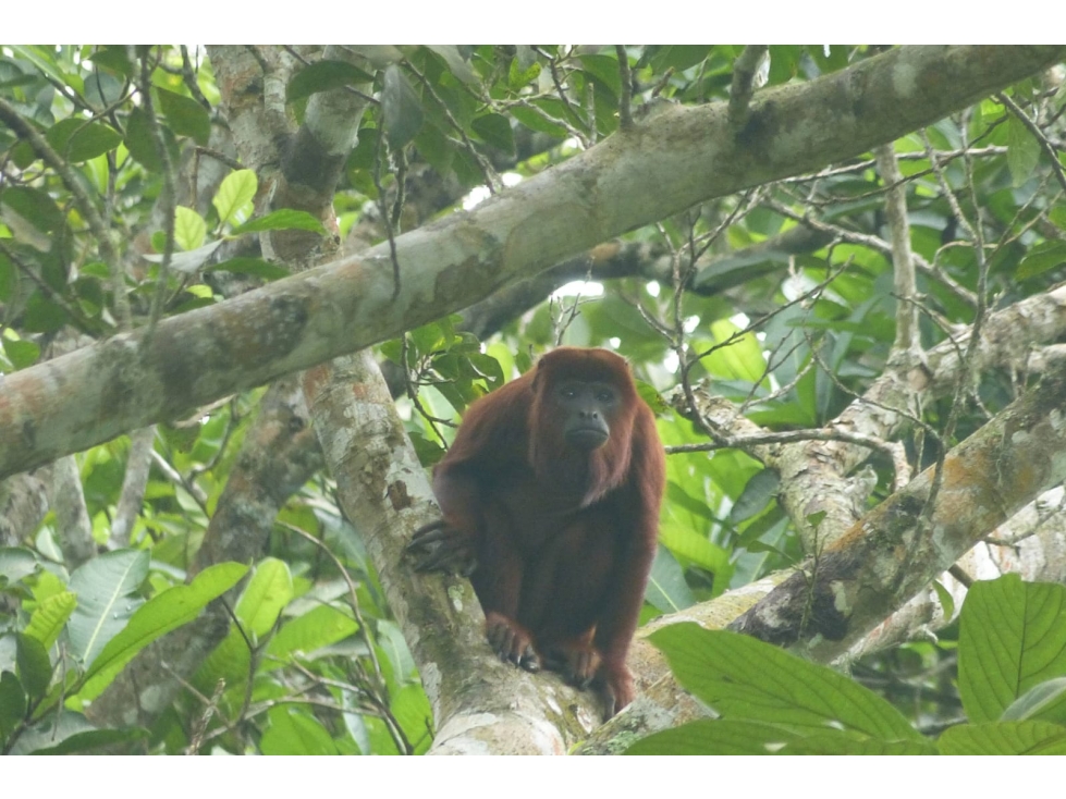 Acogedora finca con cabaña en venta Santa Marta G-52 — foto 5