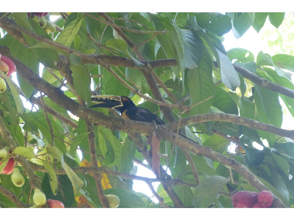 Acogedora finca con cabaña en venta Santa Marta G-52 — foto 6