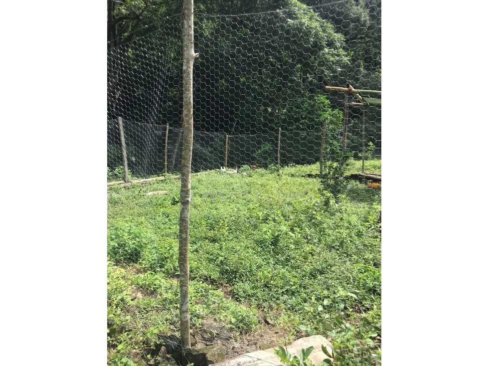 finca de 8 hectáreas en vereda: Bonda, Finca Santa Teresa Lote D — foto 5