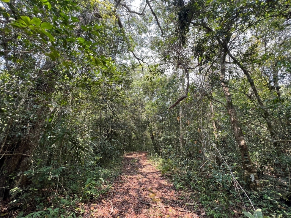 Terreno en Venta en Puerto Morelos en Ruta de los Cenotes - 2