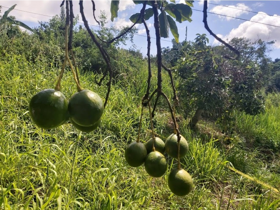 LOTE PARA LA VENTA EN ANAPOIMA, CUNDINAMARCA - 1
