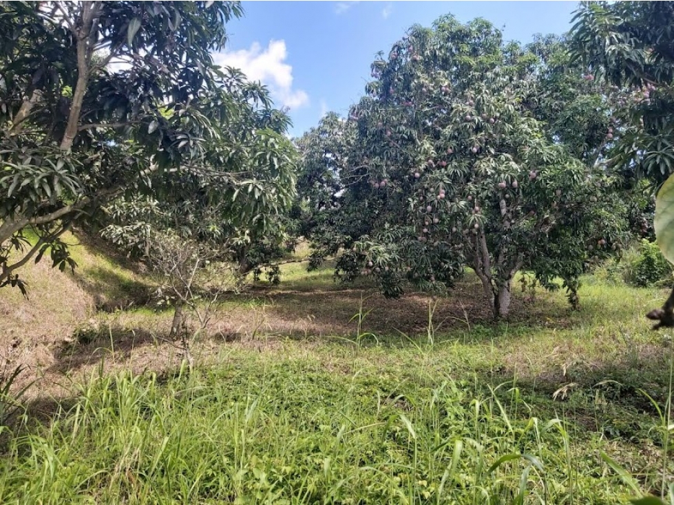 LOTE PARA LA VENTA EN ANAPOIMA, CUNDINAMARCA - 3