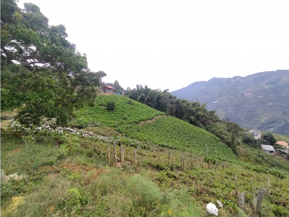 LOTE EN VENTA LA CEJA - SAN JOSÉ - 4