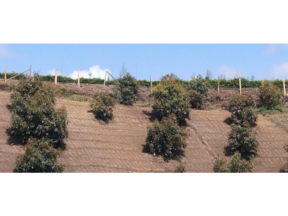Lote en Venta en Marinilla - 1