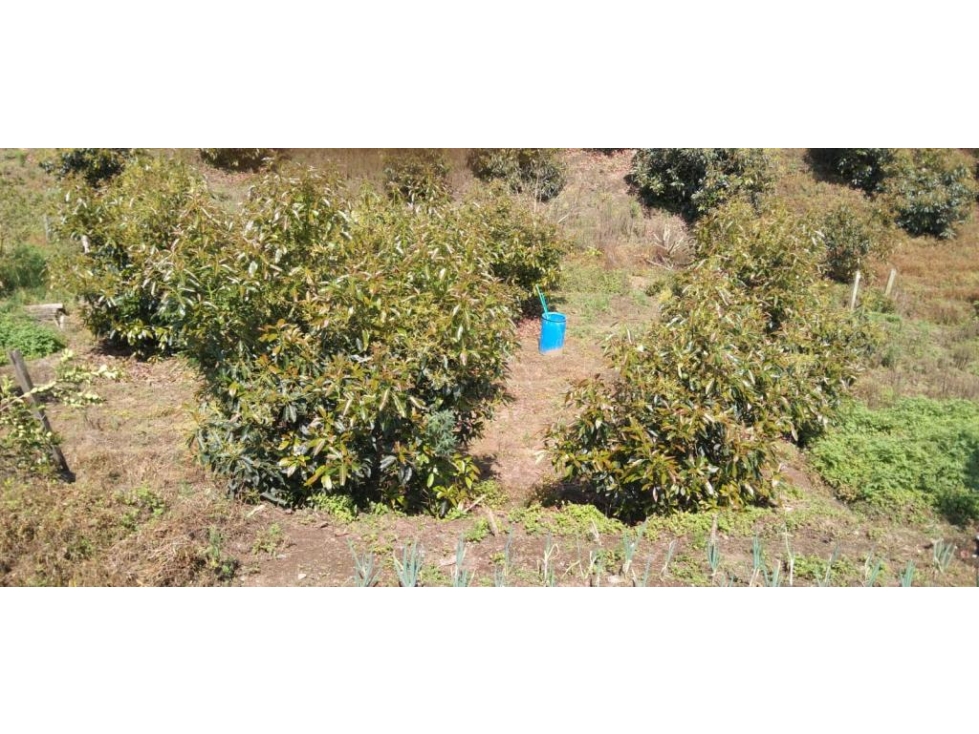 Lote en Venta en Marinilla - 2