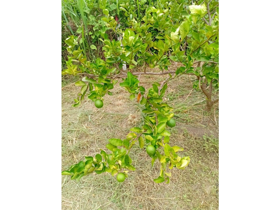 SE VENDE LOTE EN PARCELACION RODEO REAL, EN SOPETRAN — foto 2