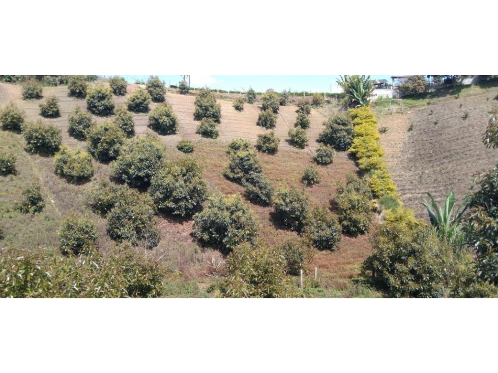 Lote en Venta en Marinilla - 4