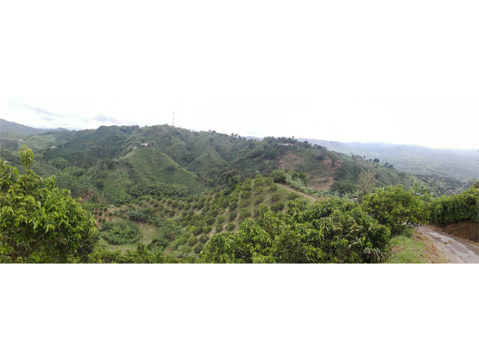 Venta Finca en Palestina, Caldas Cod 4039856 - 3