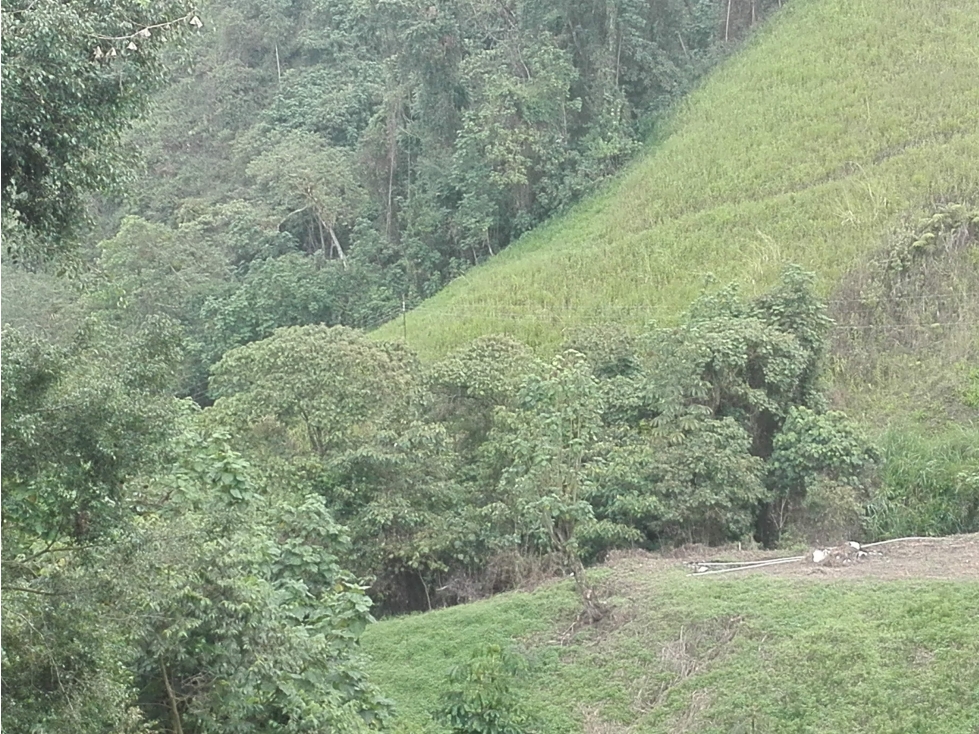 Venta Lote en La Francia, Manizales. Cod: 2955022 — foto 4