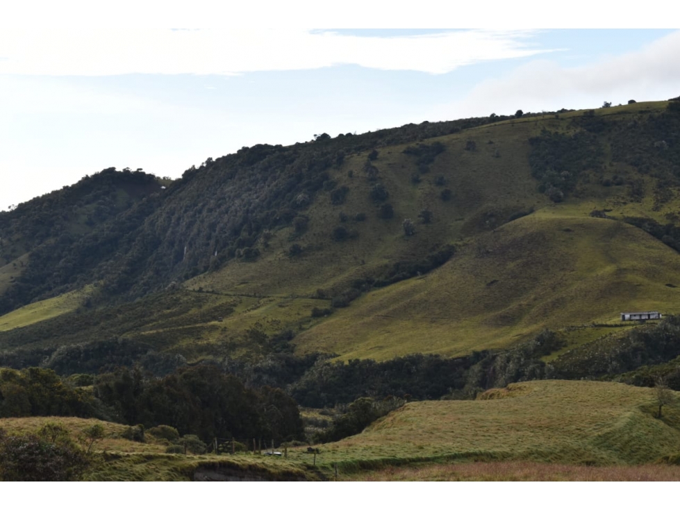 Venta Finca Paramo de Letras Manizales, Cod 4209791 — foto 6