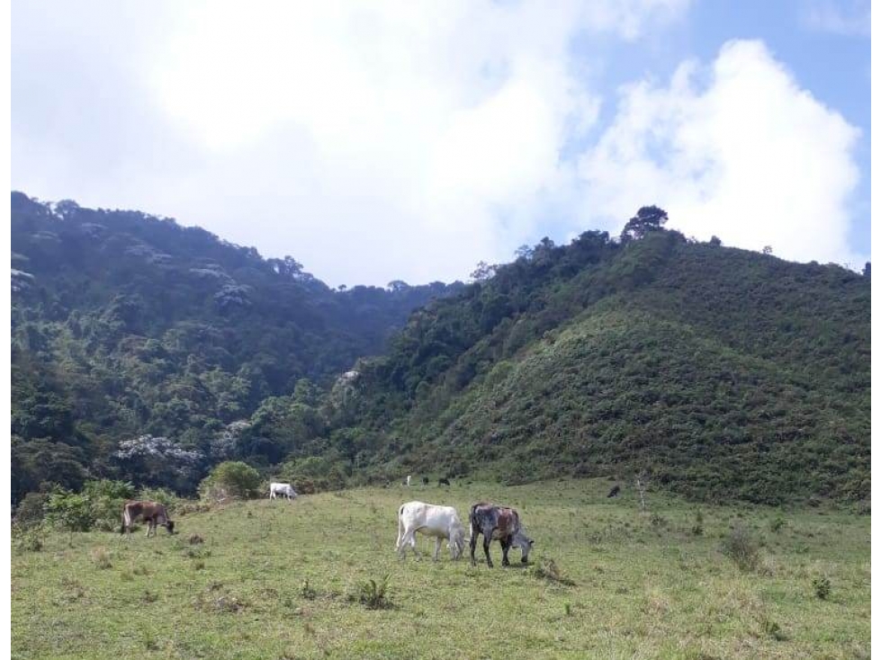 Venta Finca en el Sector Valles, Villamaría, Caldas Código 4876804 - 3