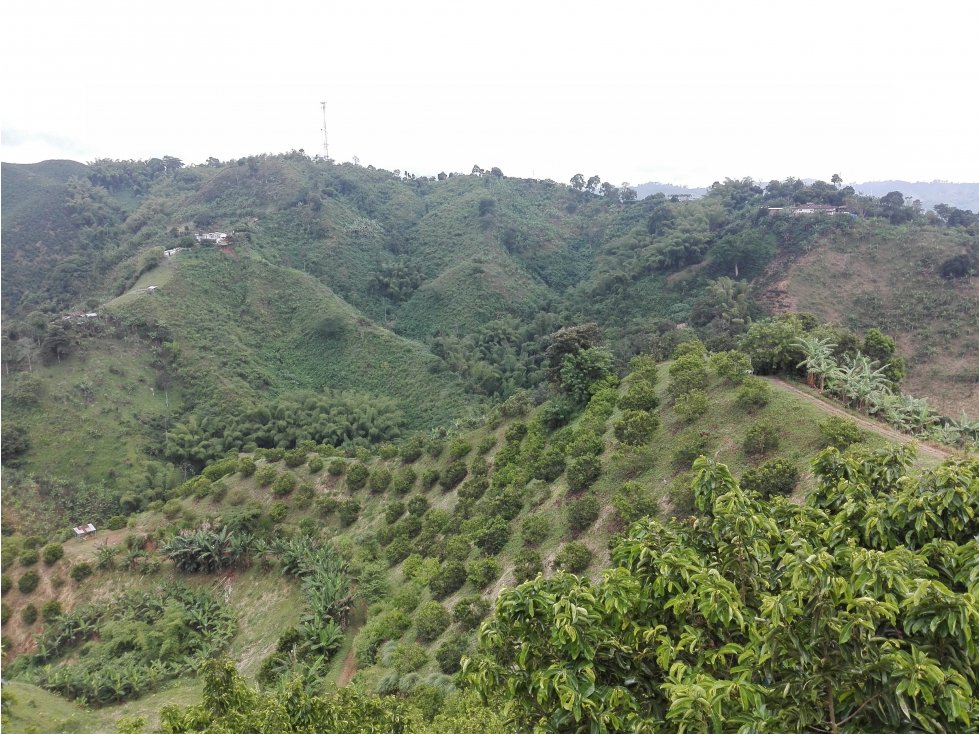 Venta Finca en Palestina, Caldas Cod 4039856 - 2
