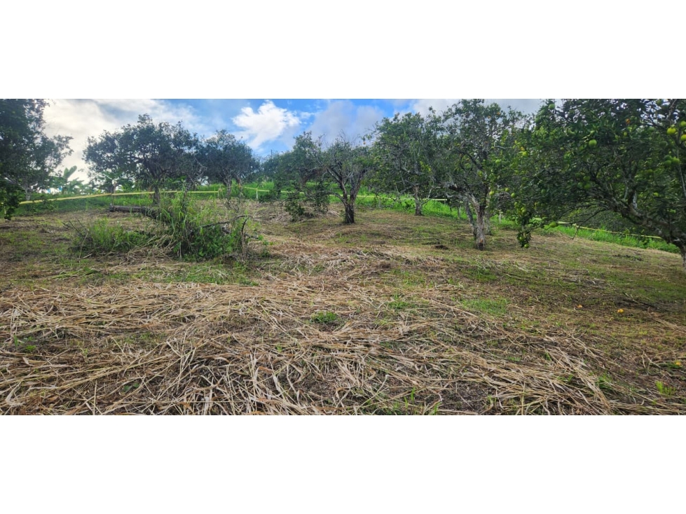 Venta Lote Las Margaritas, Manizales Cod 9895767