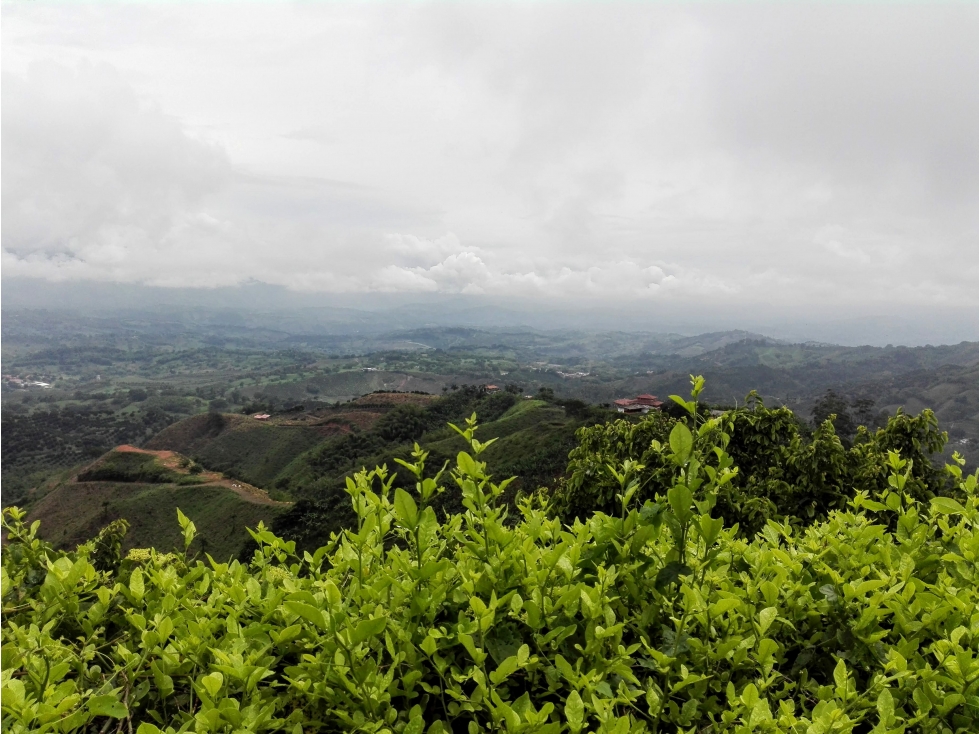 Venta Finca en Palestina, Caldas Cod 4039856 - 5