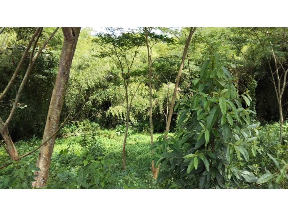 Venta Lote Campestre Palo Santo, Manizales Cod 9139675