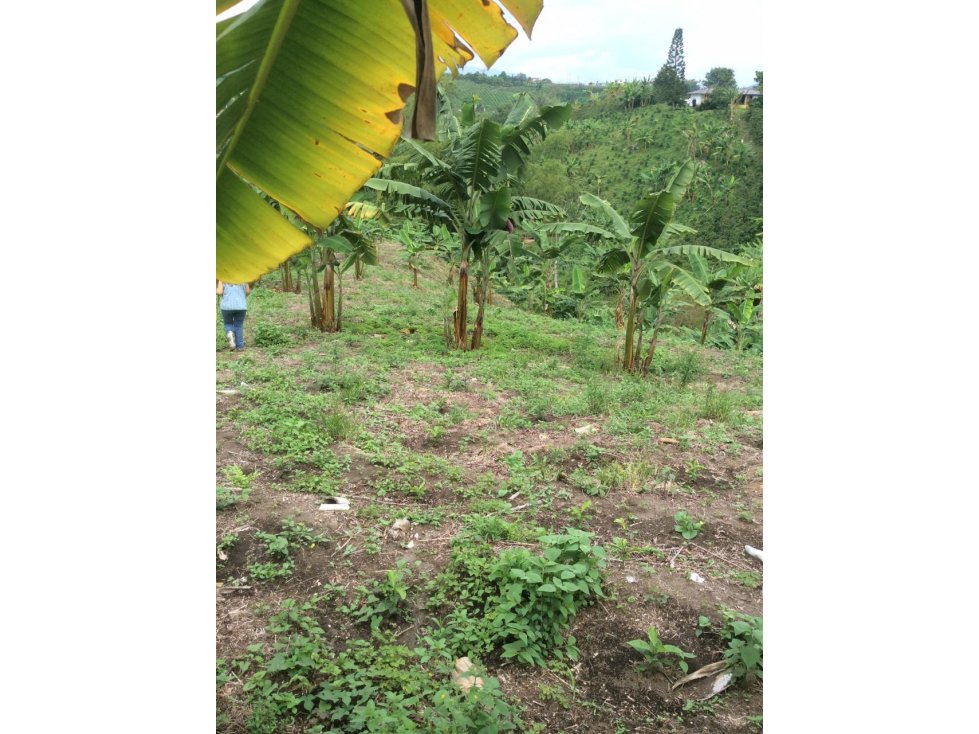 Venta Lote en el Centro, Palestina, Caldas. Cod 1926571 - 4