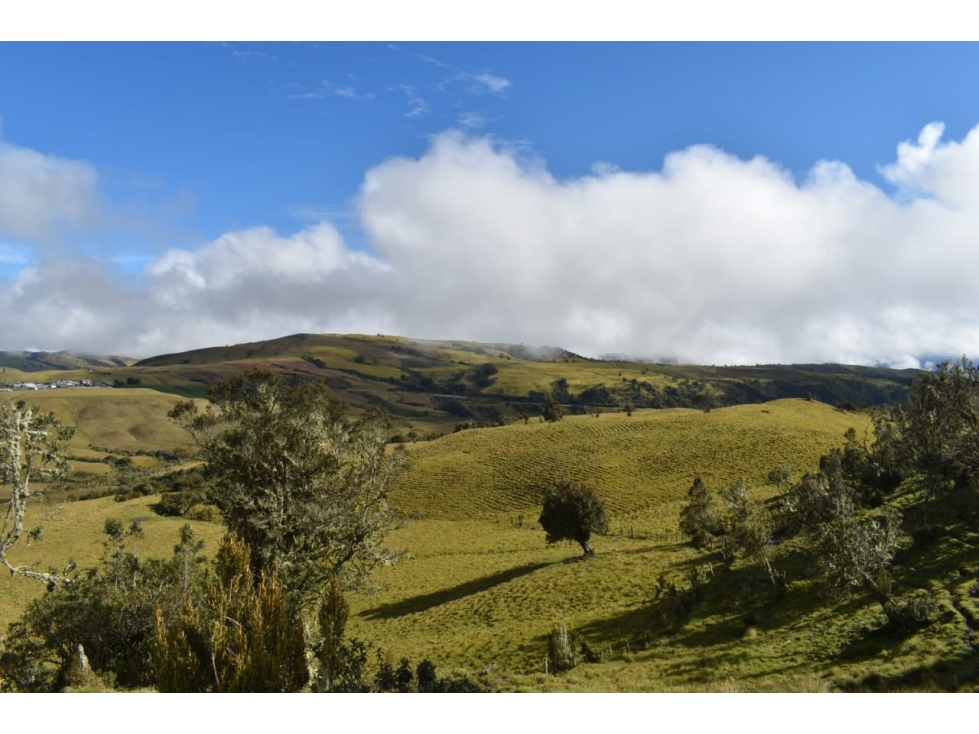 Venta Finca Paramo de Letras Manizales, Cod 4209791 — foto 5