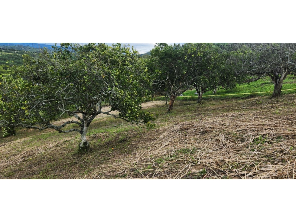 Venta Lote Las Margaritas, Manizales Cod 9895767 — foto 2