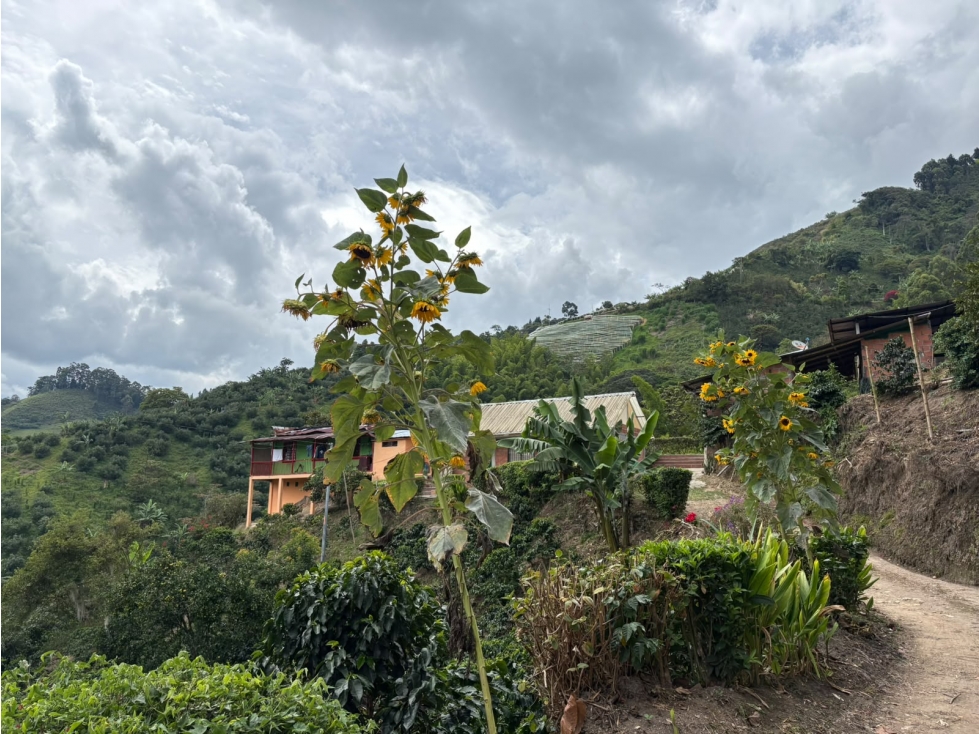 Venta Finca Vìa Neira, Manizales Cód. 10232231 — foto 2