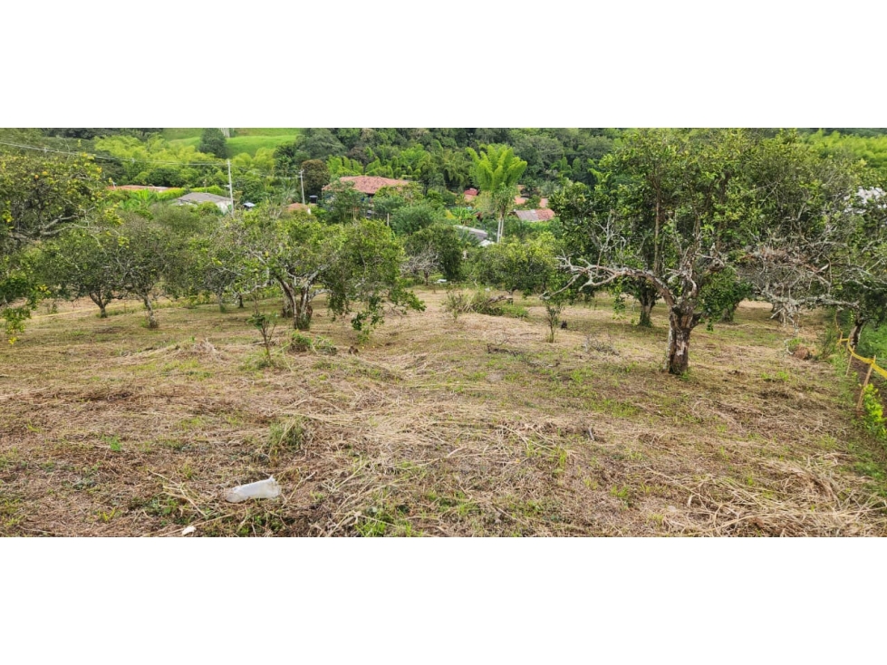 Venta Lote Las Margaritas, Manizales Cod 9895767 — foto 5