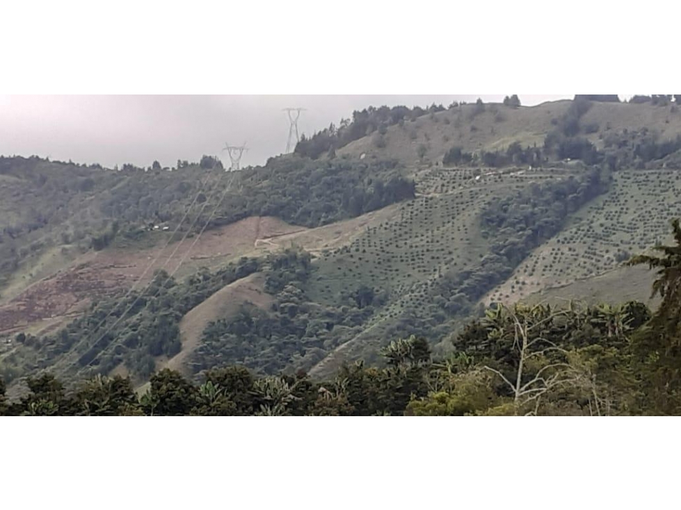 Venta finca productiva Abejorral Oriente Antioqueño — foto 5