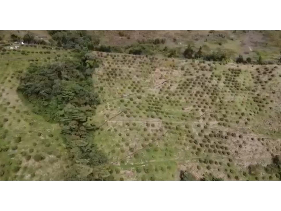 Venta finca productiva Abejorral Oriente Antioqueño — foto 6